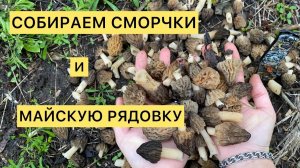 СМОРЧКИ И МАЙСКАЯ РЯДОВКА. Грибной Крым