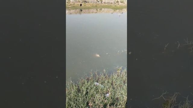 рыбалка на чирчике смотреть онлайн