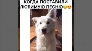 Ушастиданс (≚ᄌ≚)ℒℴѵℯ❤