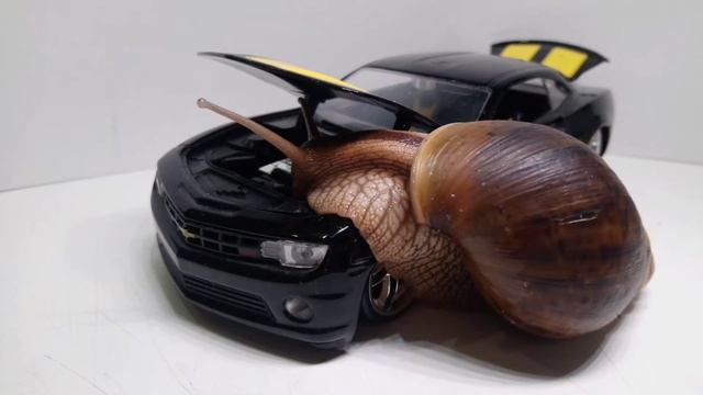 Террариумистика меняет людей🐌 смотреть онлайн