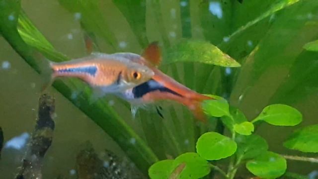 Kırmızı Göğüslü Acara (Laetacara dorsigera) Krallığı: 24.03.2018 смотреть онлайн