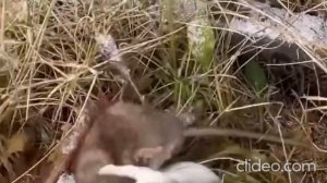 СРАЖЕНИЕ ЛАСКИ С КРЫСОЙ...