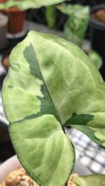SYNGONIUM GREEN BEAUTY