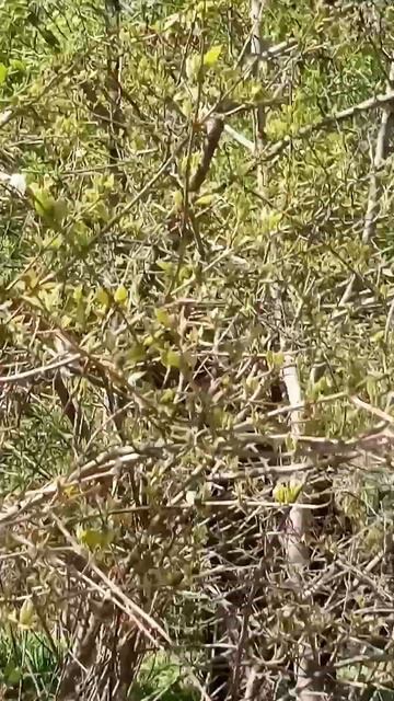 Магнолии цветут в Огороде Аптекарском смотреть онлайн