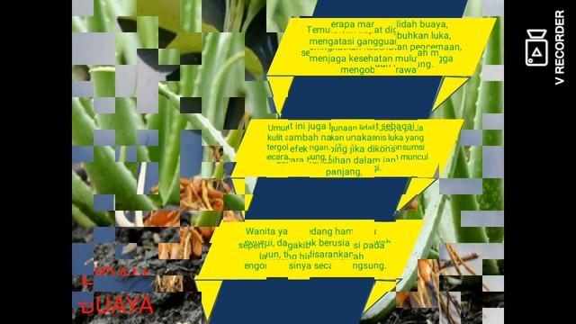 ini dia jenis Tanaman Obat beserta manfaatnya yang wajib ada dirumah anda