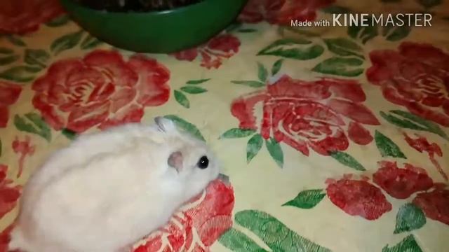 хомяк Остин хомячит смотреть онлайн