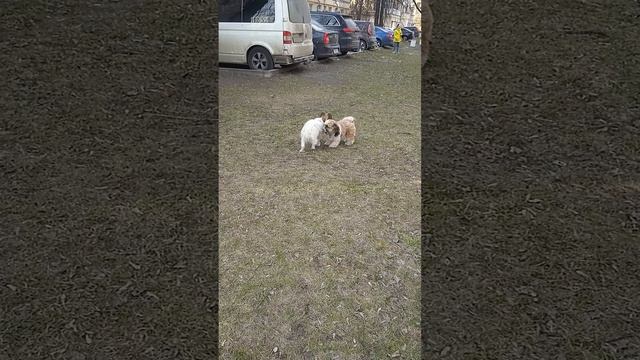 16-04-2025 Платоша играет с девочкой - собачкой Соней