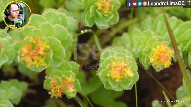 Rhodiola rosea para que serve e como tomar - Planta Medicinal que cura смотреть онлайн