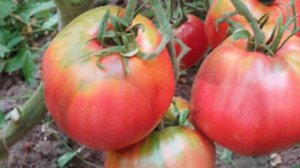 РОЗОВЫЕ крупноплодные ТОМАТЫ с хорошим вкусом. САМЫЕ БЕСПРОБЛЕМНЫЕ сорта. Мясистые и Сладкие.