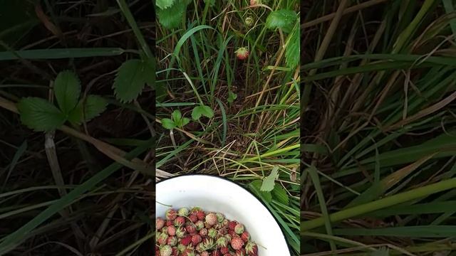#полевыеягоды#полезныеягоды.      Клубника луговая(лесная)🍓🍓🍓🌿Дары природы!!!