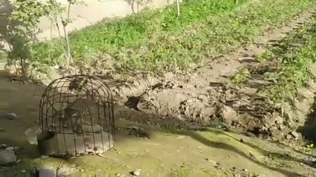 🔊Голос птинец кеклика#Садои чучаи Кабк смотреть онлайн