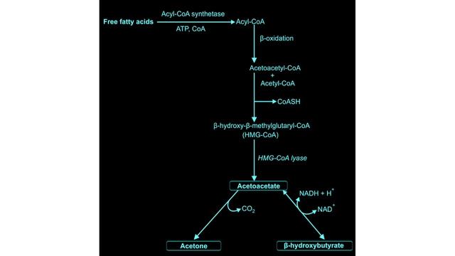 ketone bodies kya hain ? what are ketone bodies ? Ketone bodies types