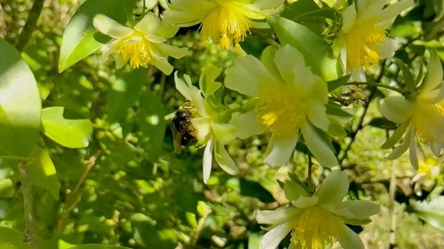 Pereskia aculeata (Cactaceae) and pollinators in slow motion. Part 2 смотреть онлайн