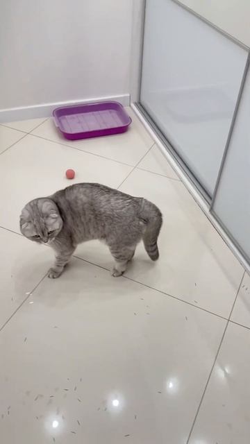 #котикиправятмиром #шерри #мимишность #youtubeshorts #котики #шортс #прикол #cats #милота