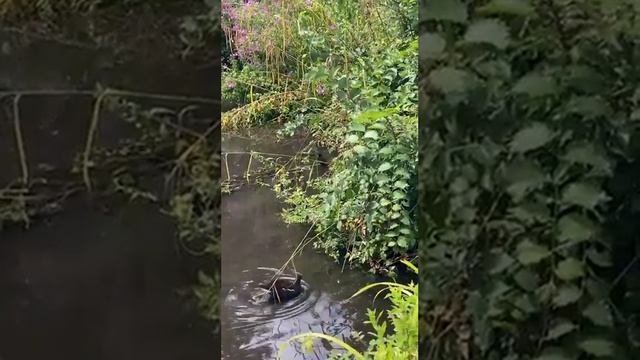 What do Moorhen chicks eat?...#shorts #pond #moorhen #камышница #птенцы #пруд смотреть онлайн