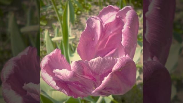 Год Тюльпана 716 смотреть онлайн