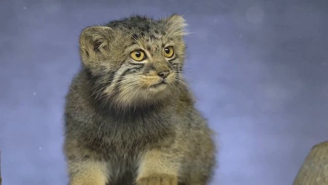 Siberia's Wild Wonders: Home to the World's Most Resilient Creatures смотреть онлайн