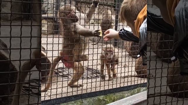 реакция братьев наших меньших 😂 смотреть онлайн