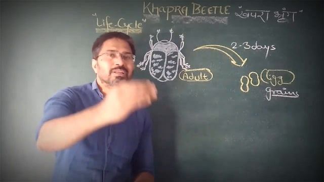 Agriculture Biology class 12 | Chapter : 3 | Khapra Beetle :  Trogoderma granarium