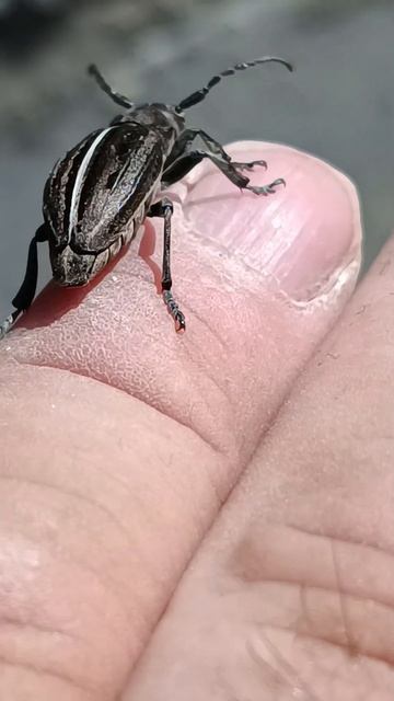 жук скрипит смотреть онлайн