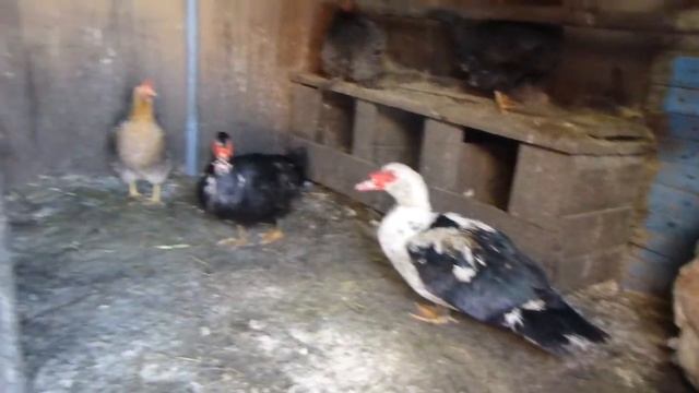 Наши утки. смотреть онлайн