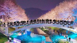 서울에서 가장 아름다운 벚꽃 야경 최고의 숨은 명소 양재천 벚꽃 축제 영동1교 핫플 야경 투어, 전국 꽃 축제, 서울 여행, 서울 트래블 워커.