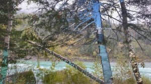 Катунь в Усть-Коксинском районе