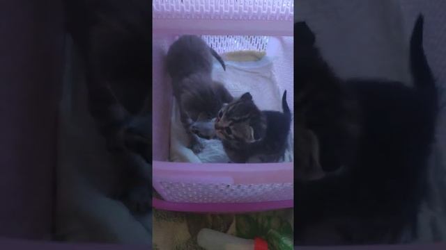 Амурчик с котятами . Волнистый попугай говорит " Я тигр , съем тебя ) " 23.06.22 смотреть онлайн