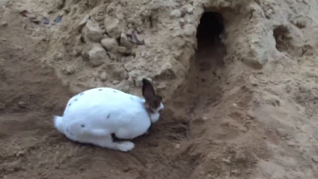 КРОЛИК ДЖОНИ СТРОИТ ДОМ смотреть онлайн