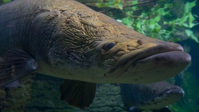 Giant Air-Breathing Amazonian Fish Discovered смотреть онлайн