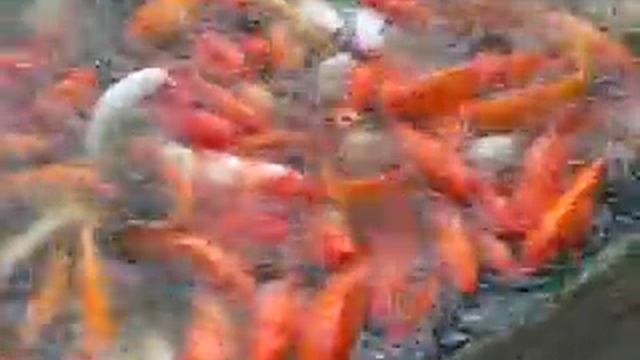 Кишащий рыбками Кои прудик смотреть онлайн