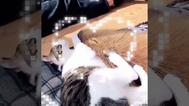 капибара и кот обнимаются