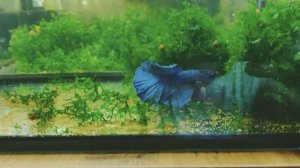 новые жители на разводне