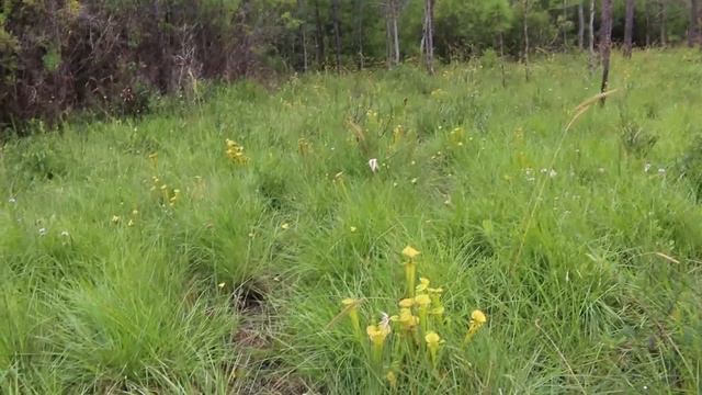 The Carnivorous Plants of Green Swamp, North Carolina смотреть онлайн