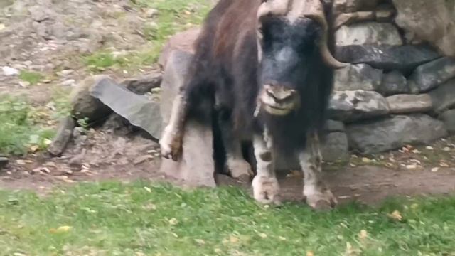 Отдых от копа в зоопарке смотреть онлайн