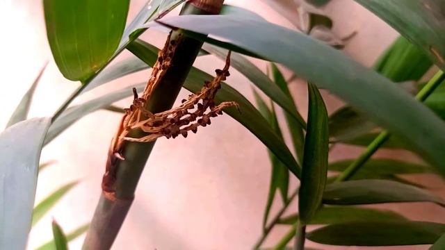 How to grow and care of cane palm | Care of bamboo palm | Best indoor palm plant смотреть онлайн