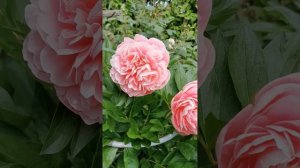 Пион Etched Salomon 2024, первое цветение