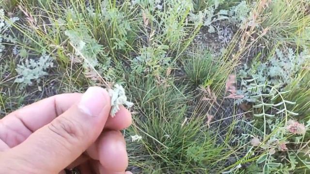 2019 ж. 15 маусым смотреть онлайн