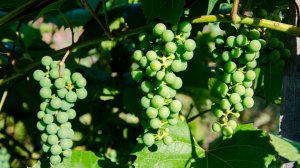 Прогулка. Сад