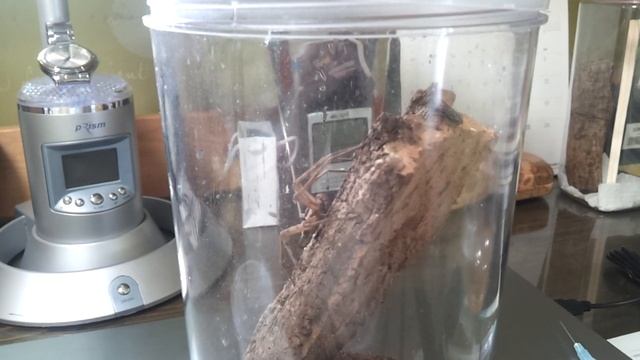 농발거미 (Heteropoda venatoria) 파리 피딩