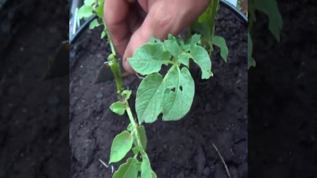 Aşılanan Patates Bakın ne Hale Geliyor !!!! смотреть онлайн