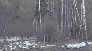 кабанчик прошёл