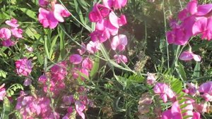 Чина, многолетнее растение высокого роста.