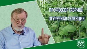 СЕЛЕКЦИЯ ОГУРЦА
