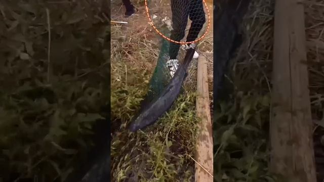【鄧剛釣魚】用螺螄釣100+大青魚，黑漂的那一瞬間，是多少釣魚人夢寐以求的時刻