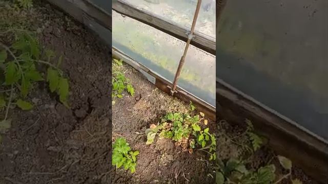 Пока у нас холодно, в Брянской области уже высаживают рассаду в теплицу.