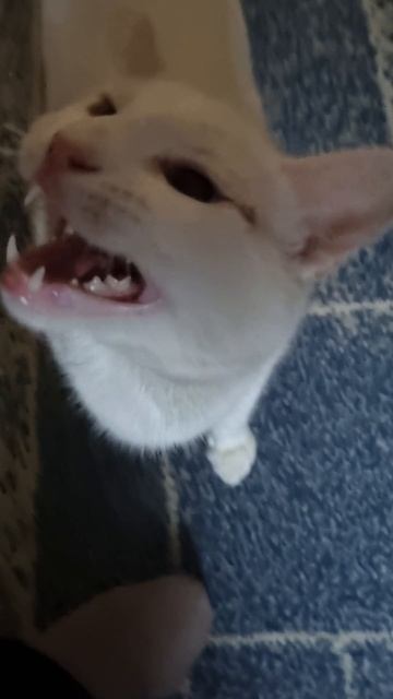 вечно голодный.mp4