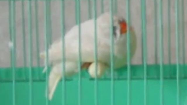 маленькая амадинка, качаясь, дремлет на жёрдочке смотреть онлайн