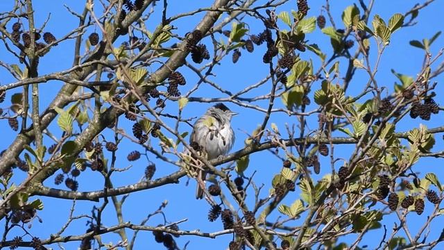 Juodagalvė devynbalsė / Sylvia atricapilla / Eurasian Blackcap / Черноголовая славка смотреть онлайн