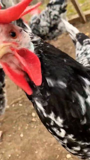 Леггорн Долматинец. Чехия смотреть онлайн